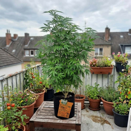 Grow Stofftopf Living Soil organic